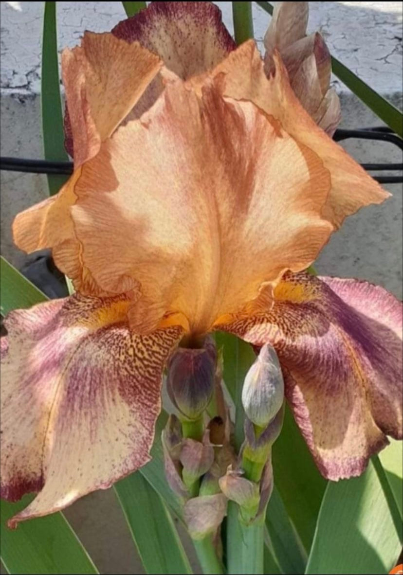 Plantilla Iris + LIVE en acuarela