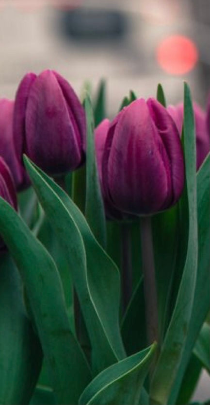 Plantilla Tulipán + LIVE en acuarela