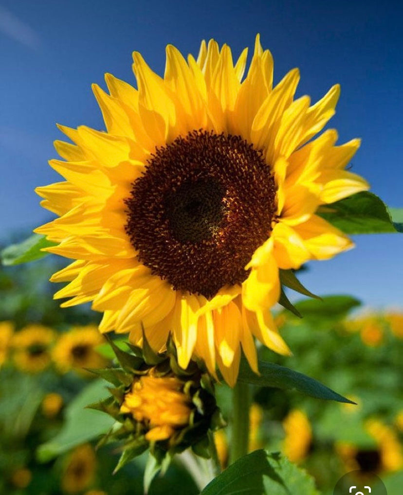 Plantilla Girasol + Live en acuarela.