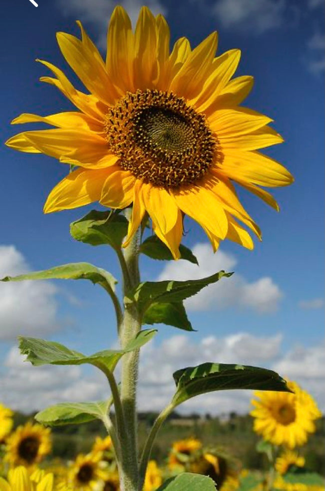Plantilla Girasol + Live en acuarela.