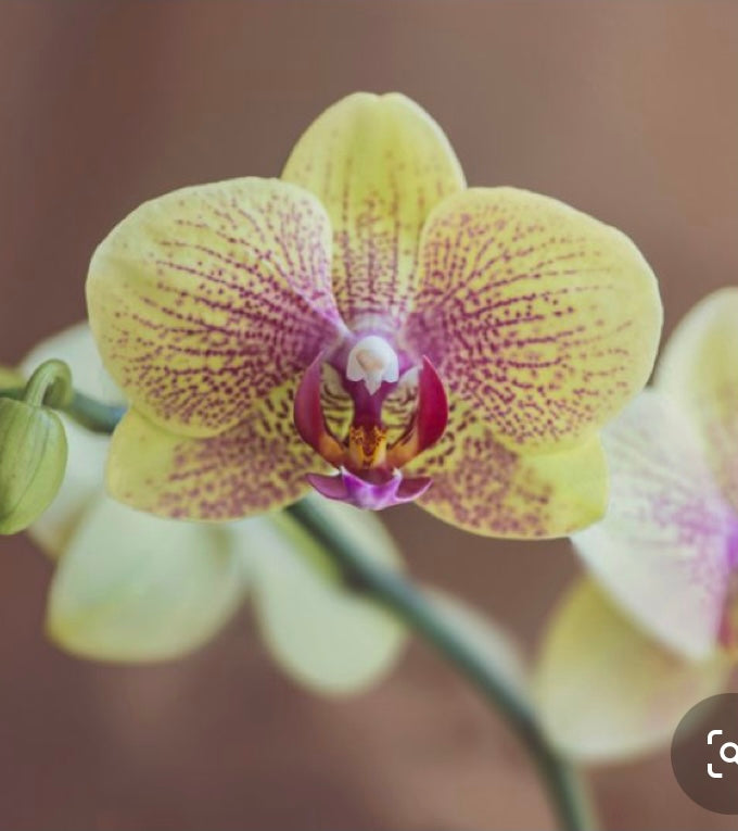 Plantilla Orquidea + LIVE en acuarela