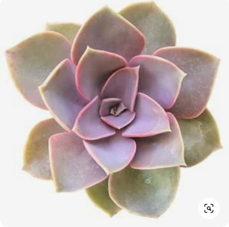 Plantilla Suculenta + LIVE en acuarela