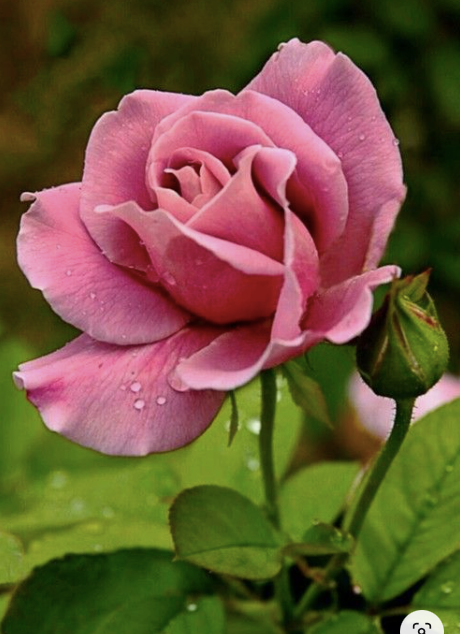Plantilla Rosa + LIVE en acuarela